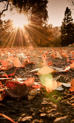 Anh nen marco anh nang va la thu rung