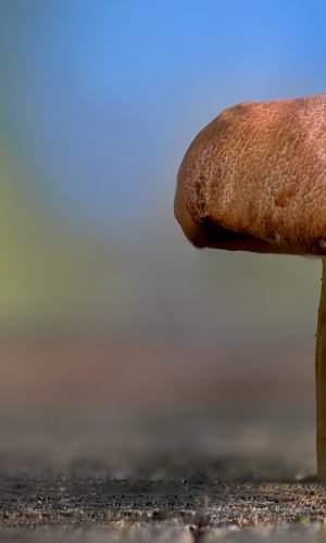 anh nen marco dep - cay nam