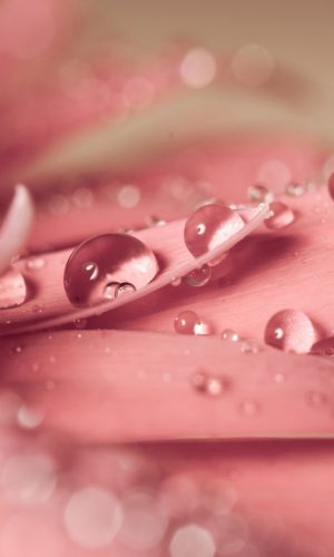 anh nen marco hat suong tren canh hoa cuc hong