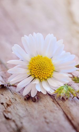 anh nen marco hoa cuc trang