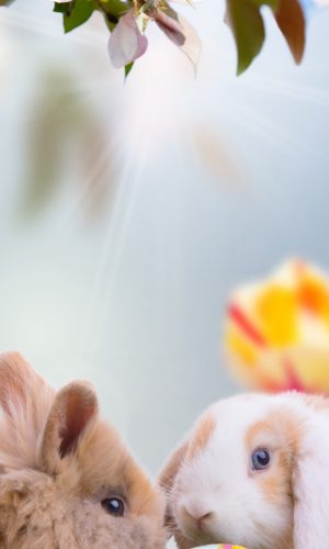 anh nen marco ngay le phuc sinh