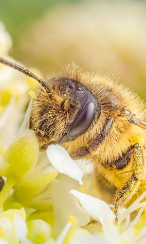 anh nen marco chu ong mat