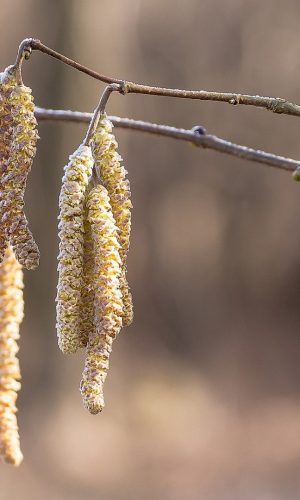 hinh nen marco bong cua cay Alnus Serrulata