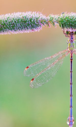 hinh nen marco chuon chuon nuoc