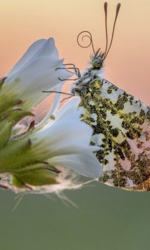 hinh nen marco con buom buom dau tren doa hoa