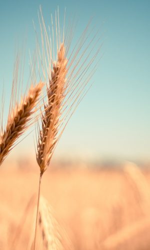 hinh nen marco cay lua mi dep cho may tinh