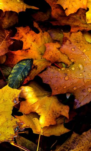 hinh nen marco la mua thu tren nen dat