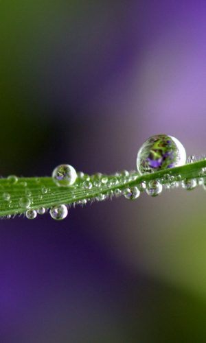 hinh nen marco nhung hat suong long lanh tren la co