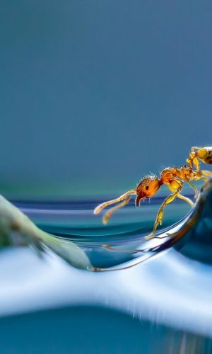 hinh nen marco chu kien sieu chat cho desktop