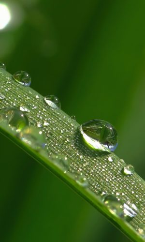 hinh nen marco suong som tren la co