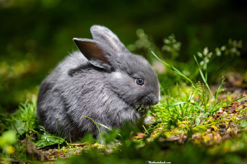 Hình ảnh thỏ xám ăn cỏ dễ thương