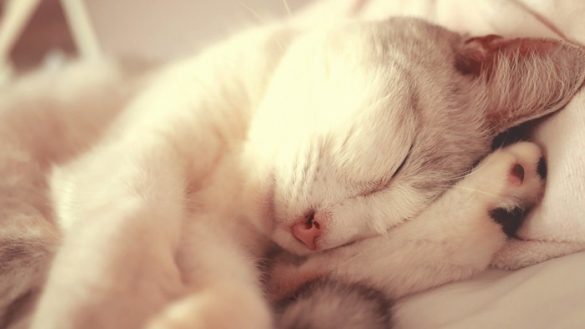 anh meo cute nam ngu