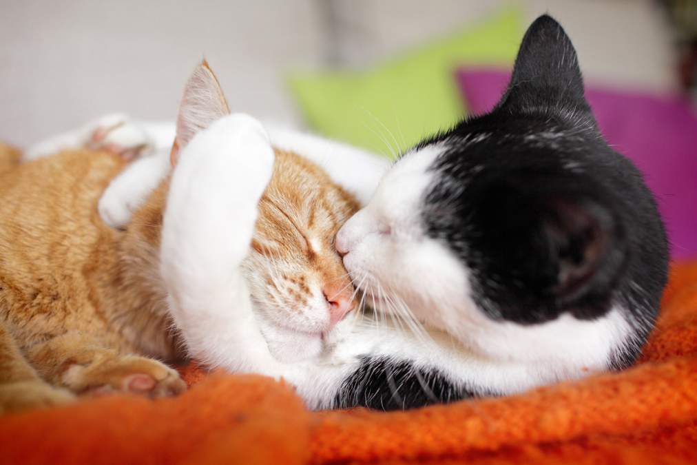 Mèo dễ thương: Những chú mèo dễ thương sẽ khiến bất kỳ ai cũng phải yêu mến. Hãy cùng chiêm ngưỡng những hình ảnh tuyệt đẹp của những chú mèo cưng này trên trang web của chúng tôi.