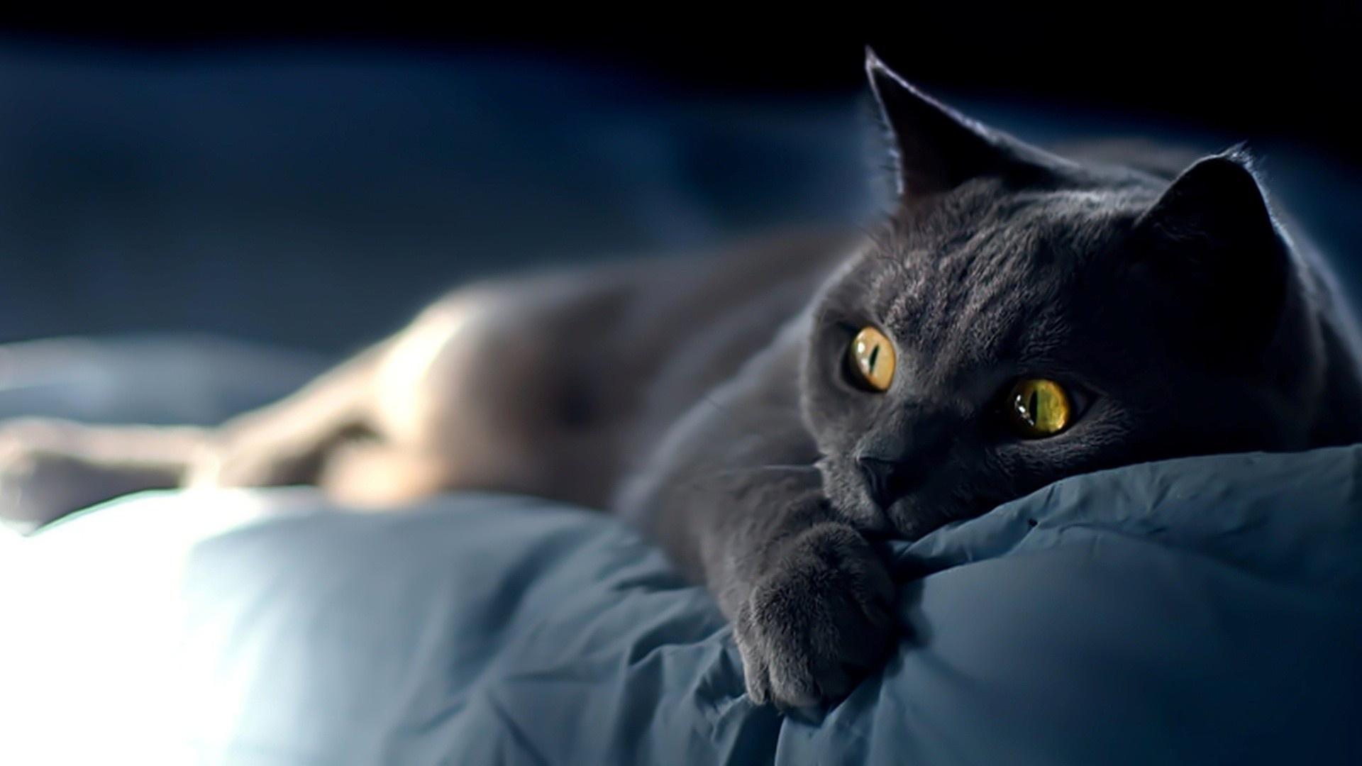 Tìm hiểu nhiều hơn 96 mèo desktop backgrounds hình nền laptop cute ...