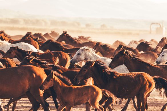 hinh nen dan ngua 4k