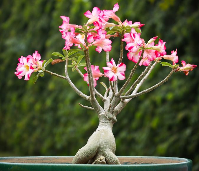 Hình ảnh cây hoa sứ hồng bonsai đẹp tuyệt vời.