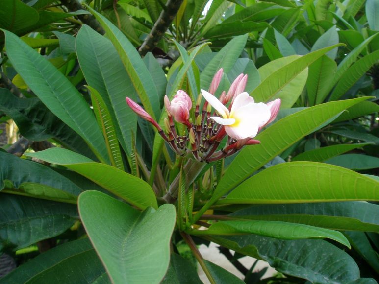 Hình ảnh một chùm hoa và nụ của cây đại.