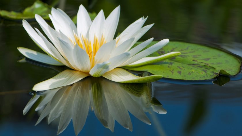 hinh anh hoa sung trang dep