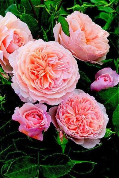 Hoa hồng juliet david austin rose