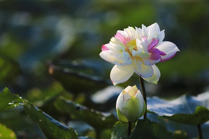 anh bong hoa sen trang va tim