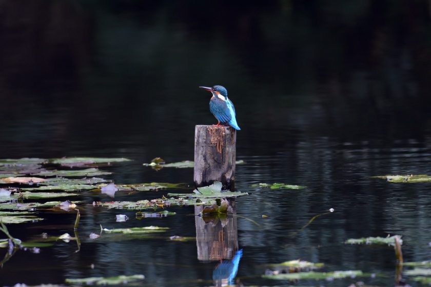 The bird is swimming on a wooden boat in the lake.