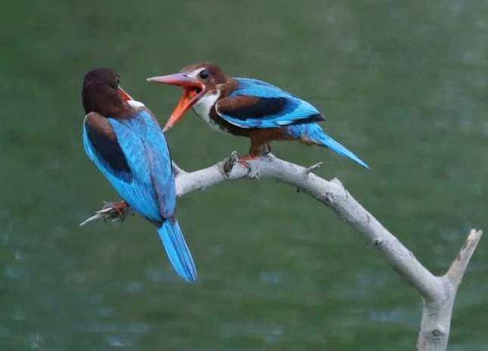 Chim Bói Cá: Hình ảnh, đặc điểm, nguồn gốc...