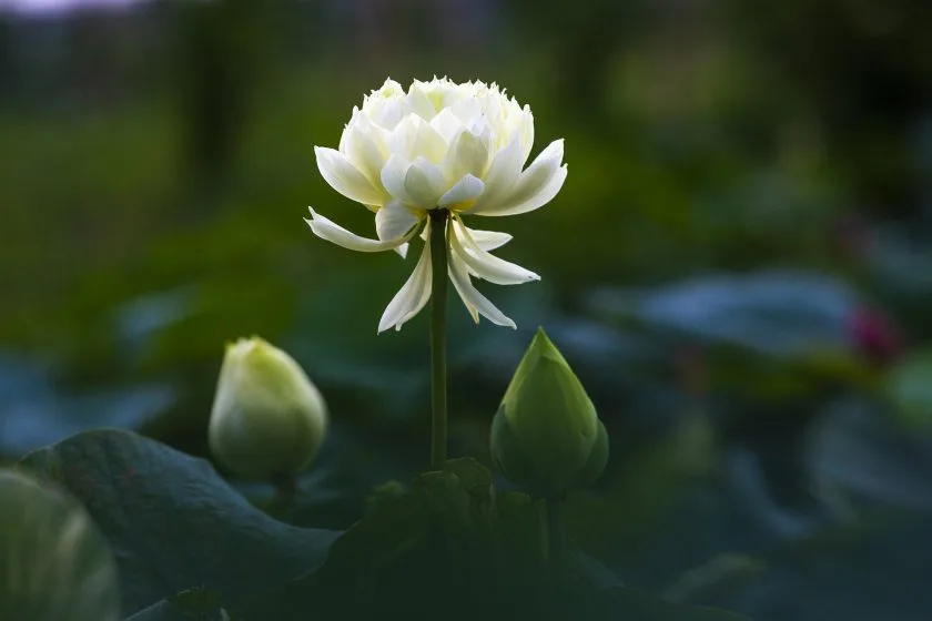 hinh anh bong hoa sen trang