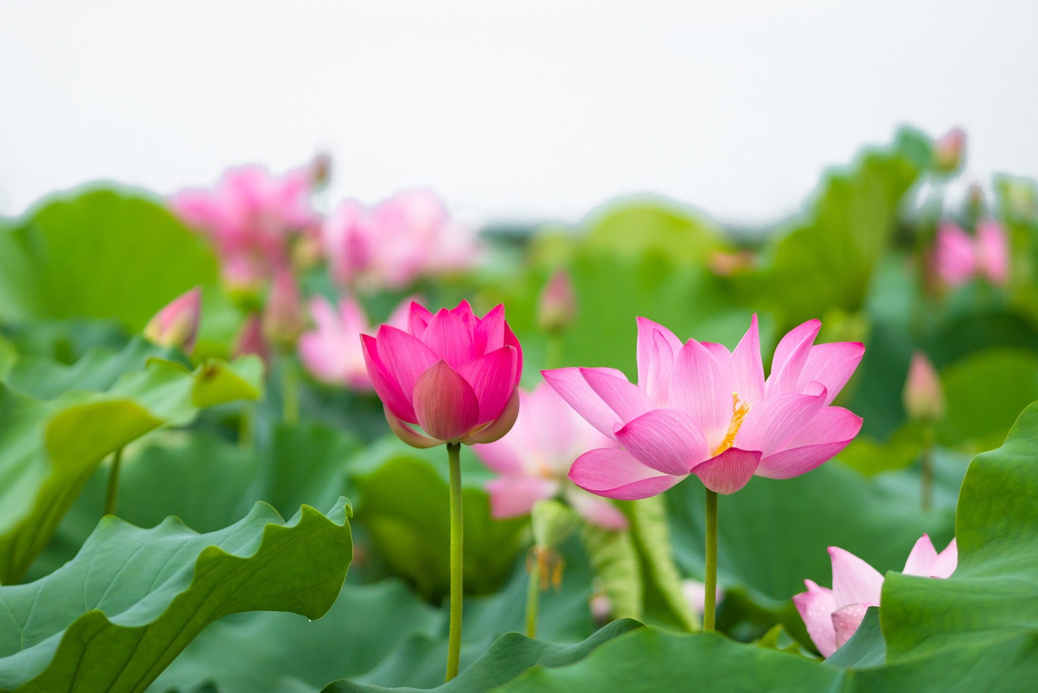 Chi tiết 60+ về hình hoa sen đẹp tuyệt vời nhất tiên tiến nhất - cdgdbentre.edu.vn