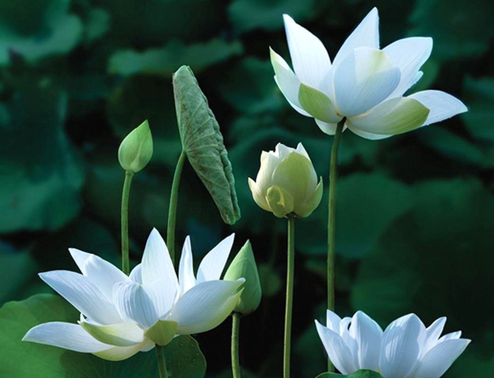 Chia sẻ nhiều hơn thế nữa 97 hình hình họa hoa sen white đẹp tuyệt vời nhất hoặc nhất ...