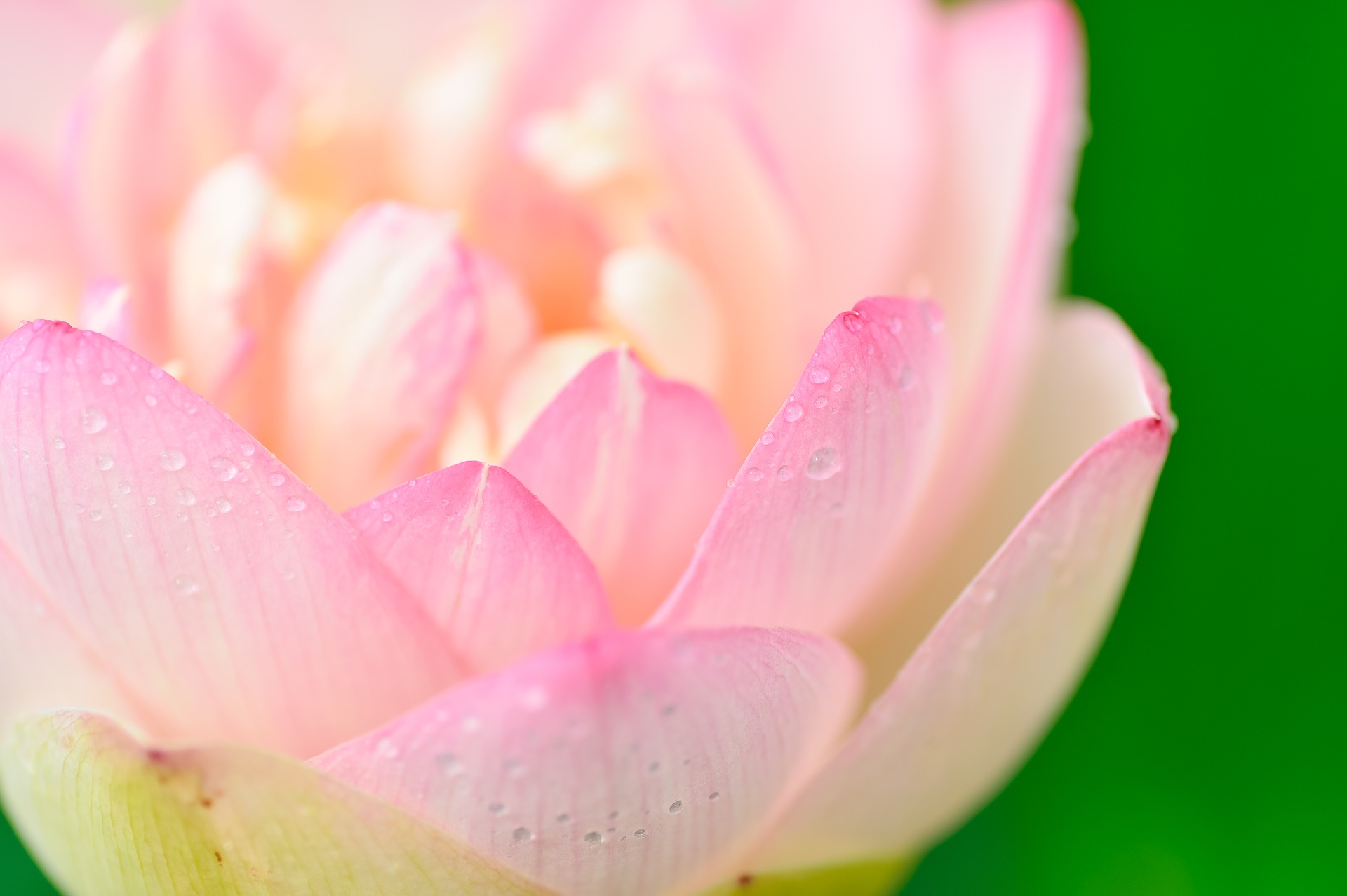 Hoa sen: Hoa sen từ lâu đã trở thành biểu tượng của vẻ đẹp thanh nhã và tinh tế của văn hóa Việt Nam. Bạn có muốn tìm hiểu thêm về loài hoa trầm tích này không? Đến với chúng tôi và tận hưởng vẻ đẹp tuyệt vời của hoa sen được mang đến qua các tác phẩm nghệ thuật.