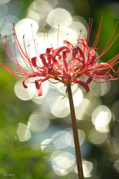 hình ảnh một bông hoa bỉ ngạn đỏ đẹp nhất