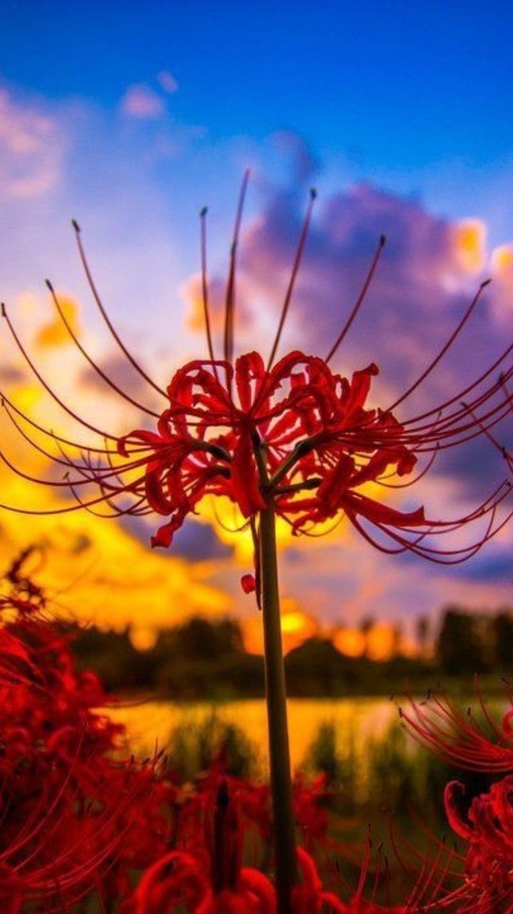Top 101 hình nền hoa bỉ ngạn đẹp nhất dùng cho máy tính điện thoại