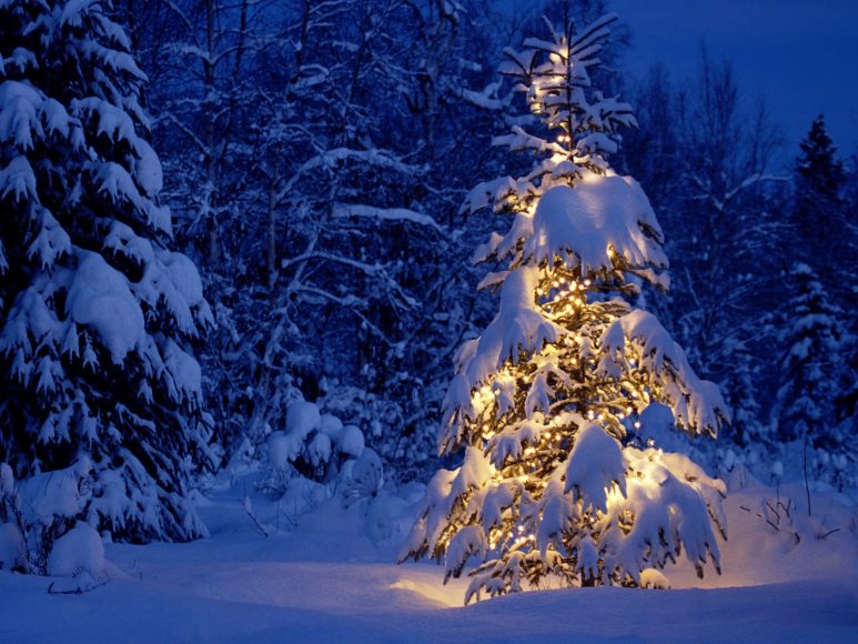 cây thông phủ tuyết trắng và đèn sáng lung linh dịp Noel