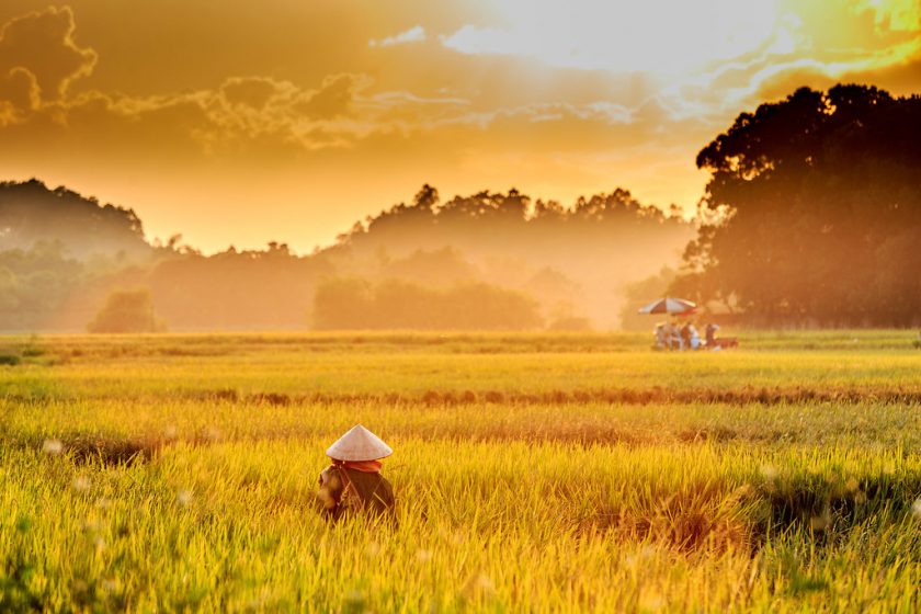 Hình ảnh mẹ và những tháng ngày bên ruộng lúa