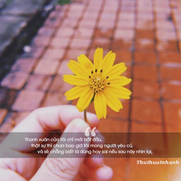 nhung cau noi hay ve thanh xuan