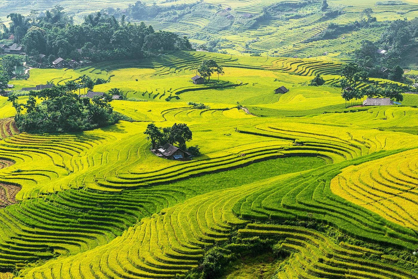 Cánh đồng lúa: Tận hưởng vẻ đẹp thanh bình mà cánh đồng lúa đem lại trong bức ảnh này. Một phút yên lặng, thư giãn tại bầu trời xanh bao la, ngắm đồi núi và cánh đồng lúa chín muồi đầy màu sắc sẽ làm bạn thấy hài lòng và cảm thấy êm ái. Hãy để bức ảnh này mang lại cho bạn những giây phút thư giãn và bình yên.