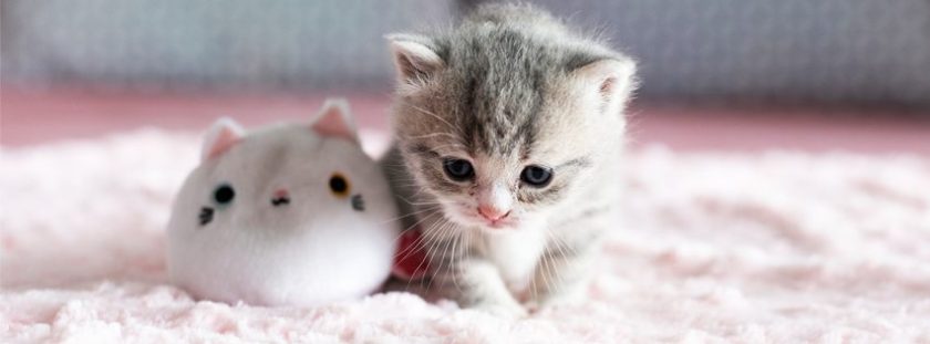 ảnh mèo con buồn dễ thương làm ảnh bìa Facebook