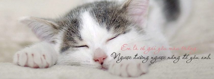 ảnh mèo ngủ dễ thương làm ảnh bìa FB