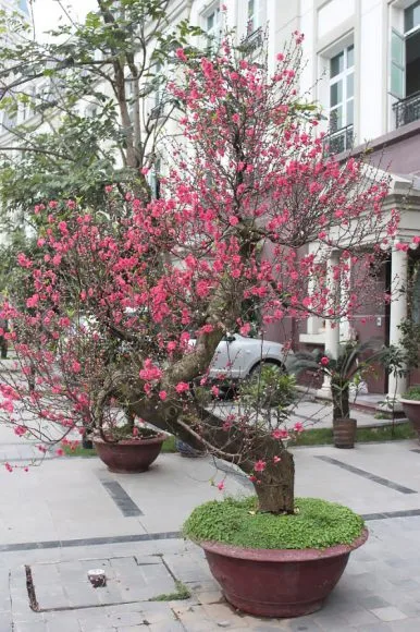 cay dao tet than co thu