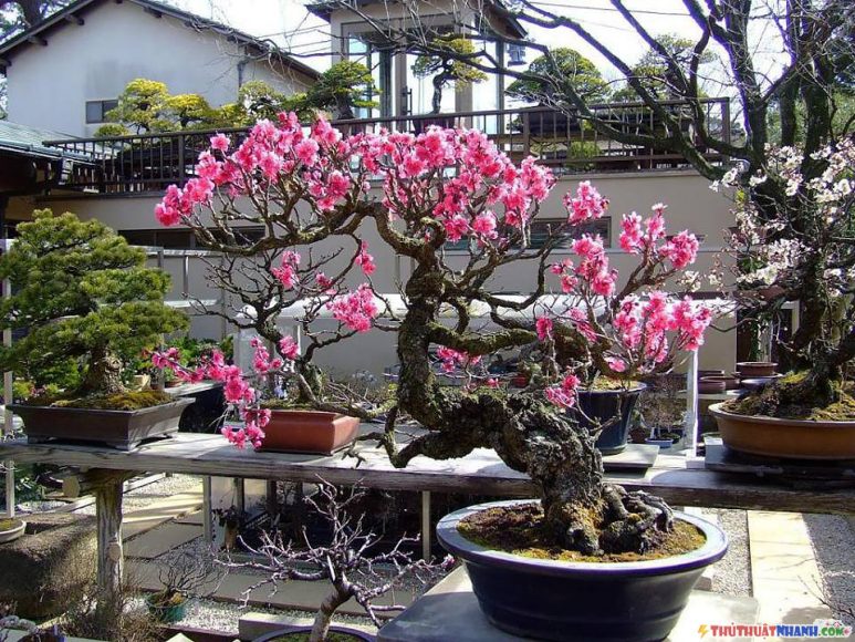 cay hoa dao tet dang bonsai