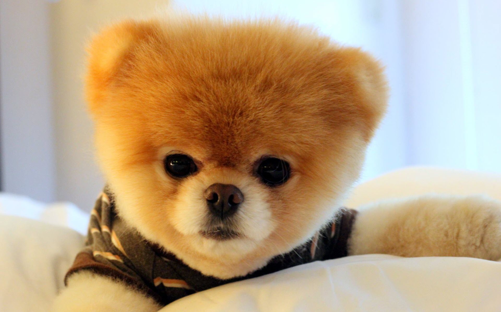 Hình ảnh chó Phốc Sóc mini cute hình nền chó Pom con đẹp