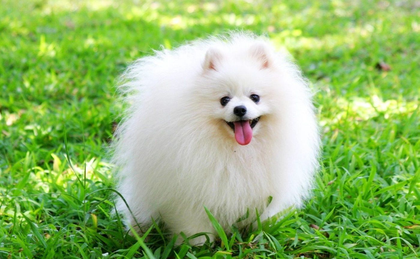 400.000+ ảnh đẹp nhất về Con Chó Dễ Thương · Tải xuống miễn phí 100% · Ảnh  có sẵn của Pexels
