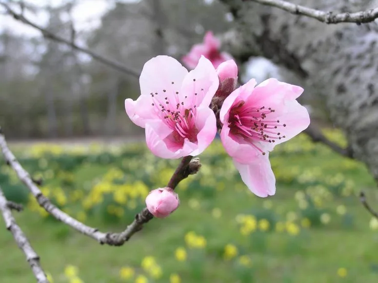 hình ảnh chùm hoa đào