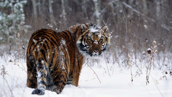 hình ảnh con hổ chân bước đi chìm trong tuyết
