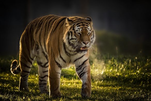 hình ảnh con hổ đang bước đi thong dong