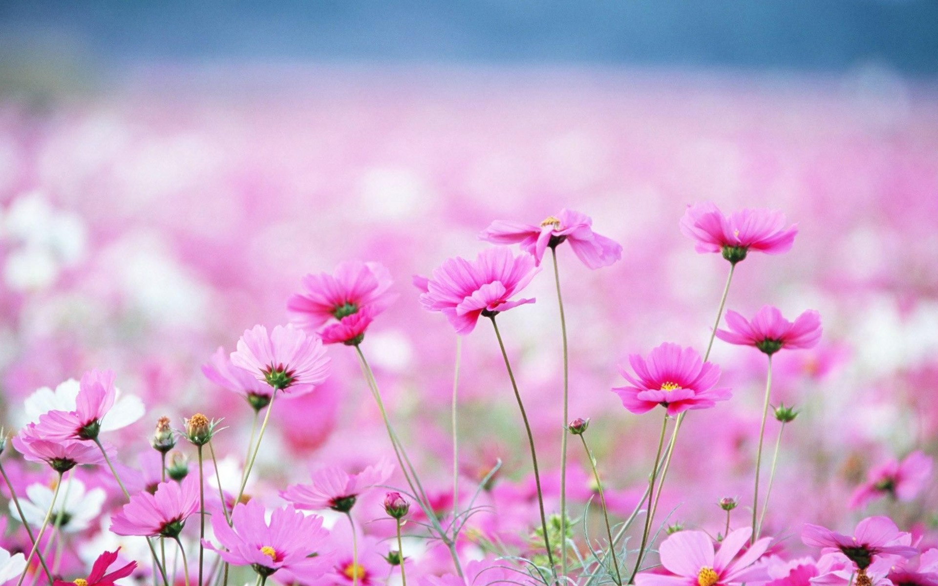 Chiêm ngưỡng 40 hình ảnh vườn hoa đẹp nhất hành tinh