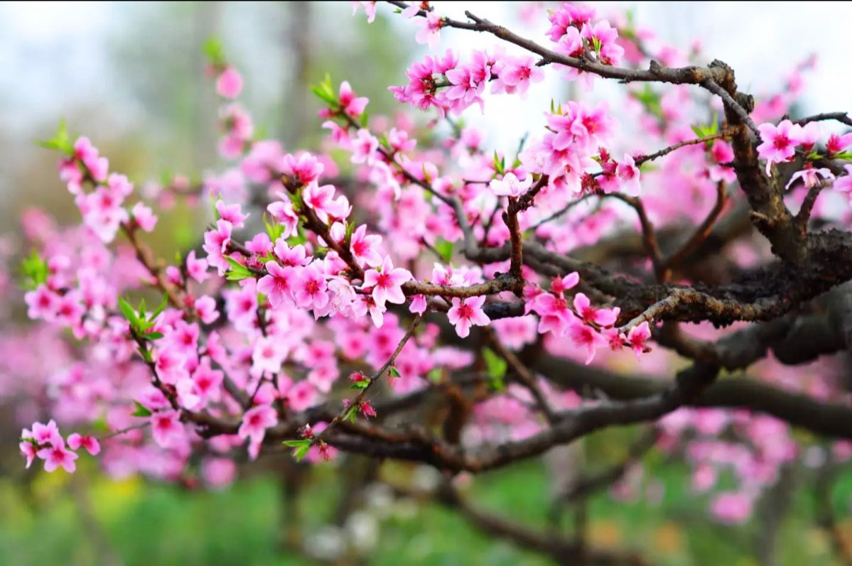 Pictures of Beautiful Peach Blossoms Blooming with Spring Flavors