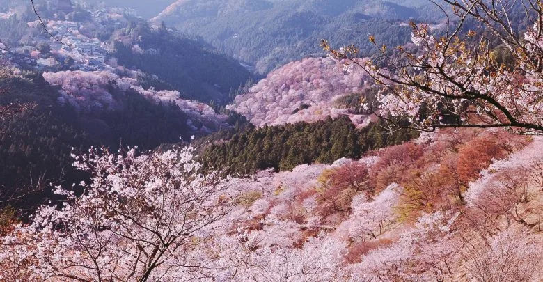 hinh anh rung hoa anh dao nui mua xuan