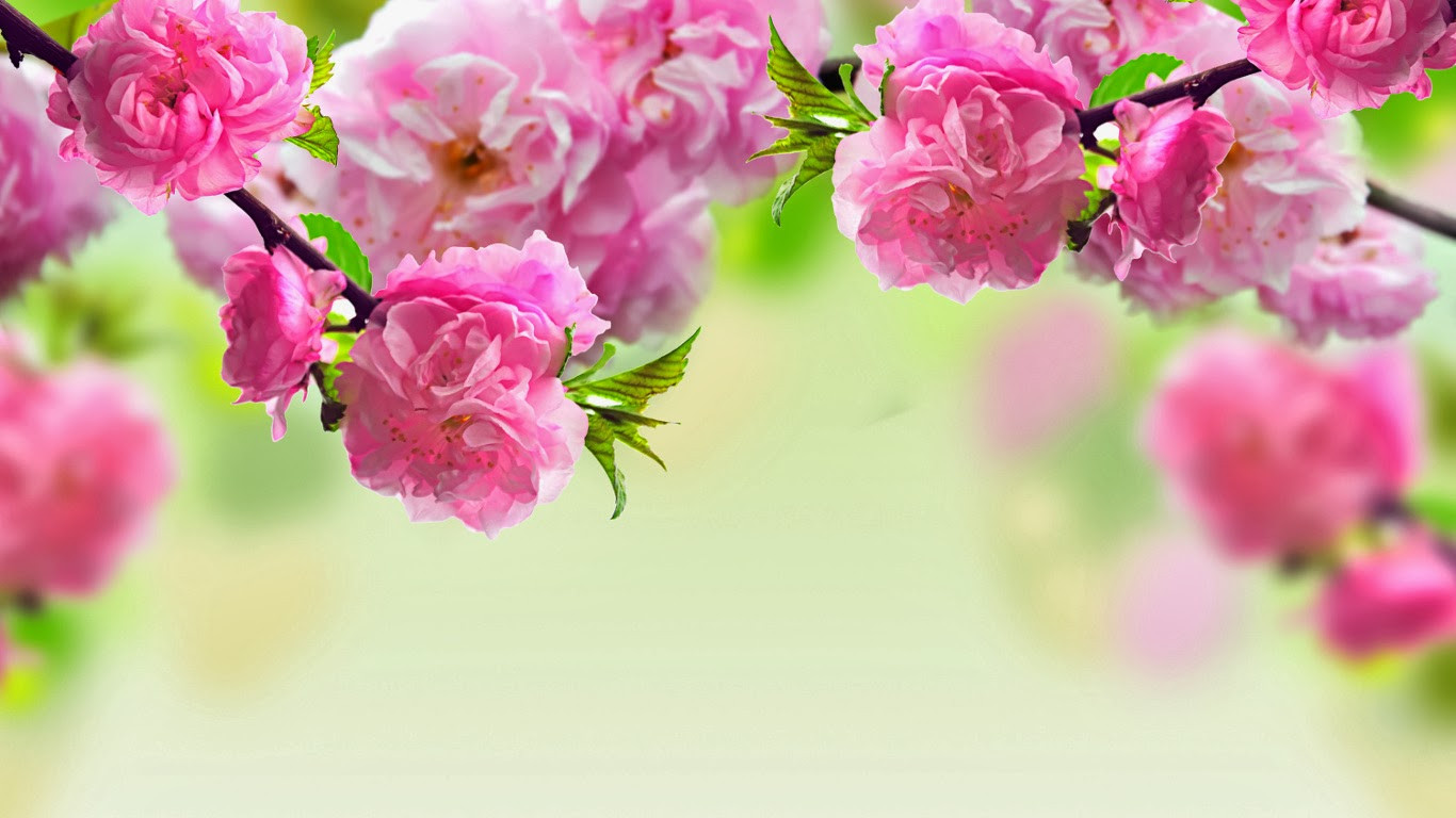 HOT Top 77 hình nền hoa đào đẹp nhất cho năm mới may mắn  Ảnh Cười Việt