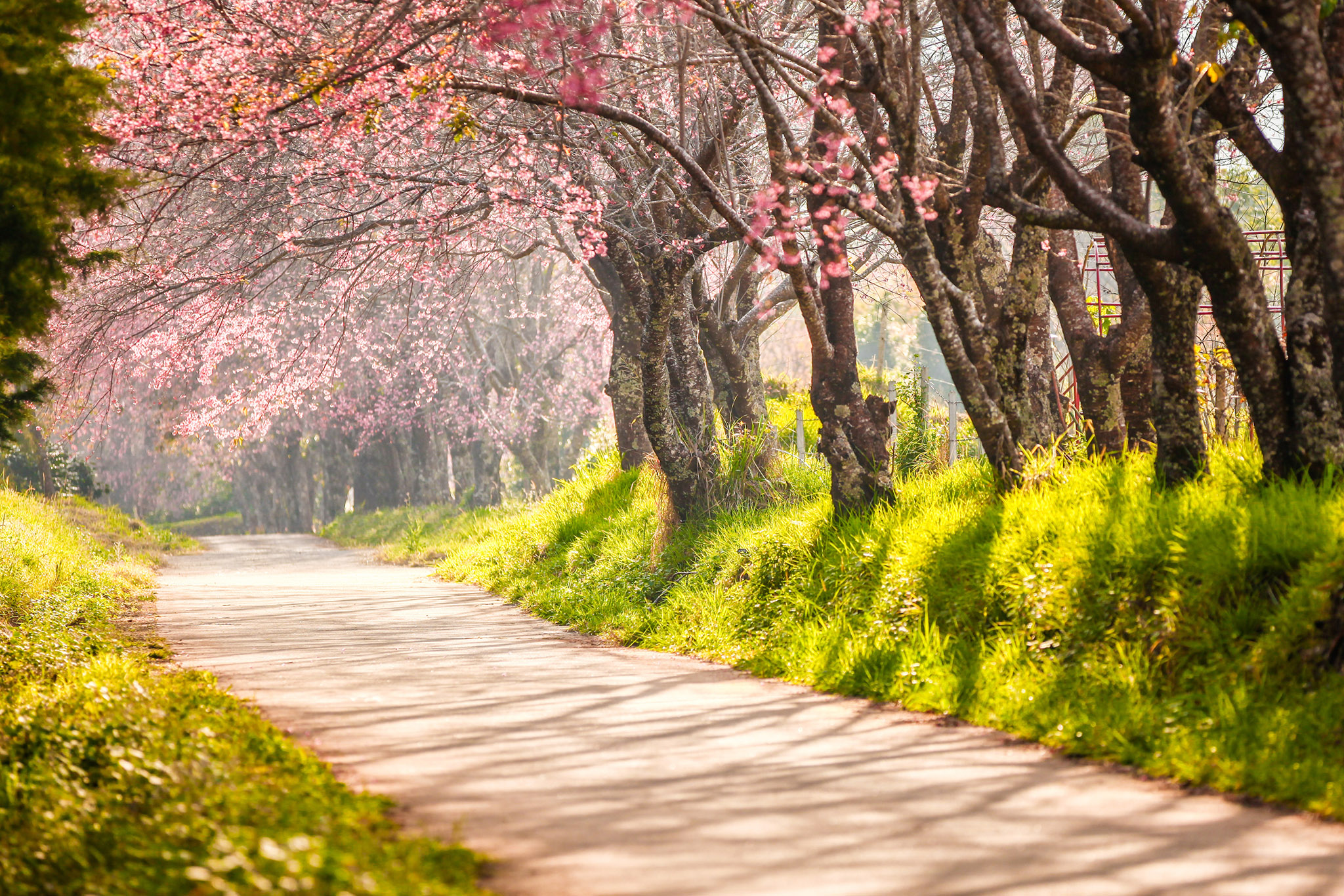 Hoa Đào rực rỡ trong hương sắc của Mùa Xuân làm cho cảnh quan trở nên lung linh và đầy màu sắc. Hãy xem và ngắm nhìn cùng chúng tôi để cảm nhận hết sức huyền diệu của mùa xuân.